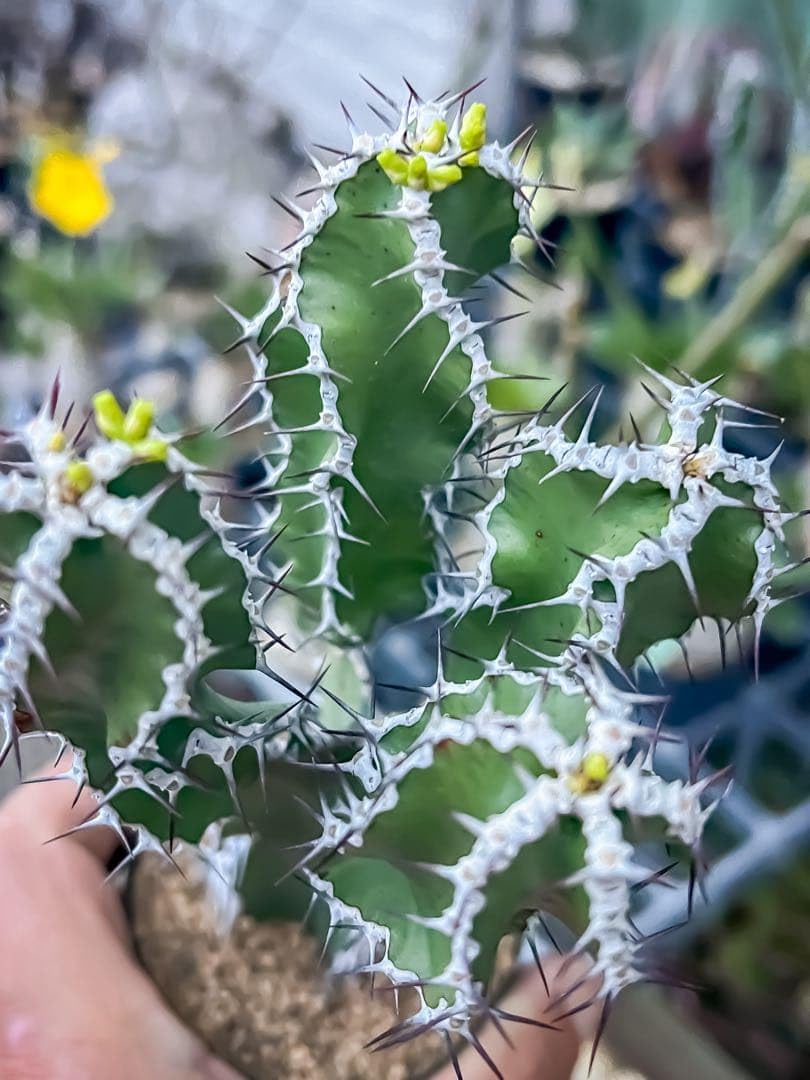 Amazon.co.jp: ユーフォルビア ムランジーナ 挿木 鉢植えのまま : ホビー